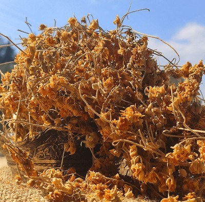 Linden (100 GR) - 2
